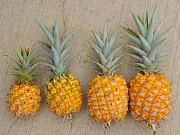 Home Grown Tiny Pineapples, June 23, 2010