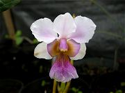 Recently Rooted Vanda Orchid Blooming. July 25, 2009