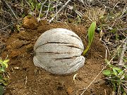 Palm starting form a Coconut