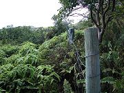 Old Fence Below Second Clearing