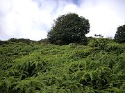 One of Several Fields of Ferns