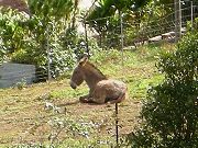 Some Jackass Laying Around Next Door