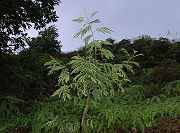 Acacia Koa Tree
