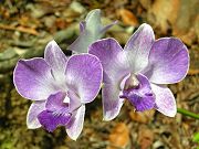 Orchids Blooming near Shed