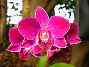 Orchids Blooming near Shed