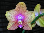 Orchids Blooming near Shed
