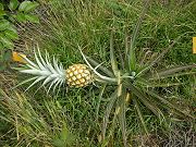 First Tiny Pineapple Ready to Pick. July 19, 2009