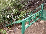 Plumeria Cutting by Stairs Blooming after only Four Months in Ground