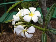 Plumeria Cutting by Stairs Blooming after only Four Months in Ground