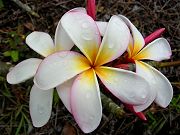 Early Plumeria Blooms in April 2008