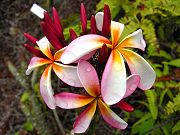 Early Plumeria Blooms in April 2008