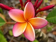 Plumeria in Late May 2008