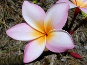 Plumeria in Late May 2008