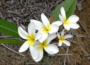 Plumeria