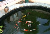 Pond with Flagstone Installed and Partially Stocked with Goldfish and Koi