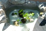 Two Small Water Lillies on Top of Plastic Lighting Grate