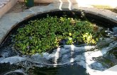 Froth on Water from Koi Mating