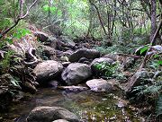 Stream Near Southern Corner of Property