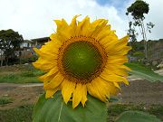 Sunflower Blooming in Lower Clearing. June 16, 2009