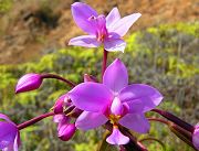 One of Many Wild Philippine Ground Orchid in Bloom