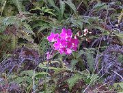 One of Many Wild Philippine Ground Orchid in Bloom